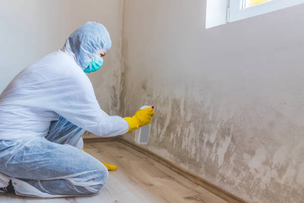 Licensed Mold Remediation service in Westfield, MA - WQB Mold Removal
